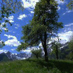 Primavera a Forni di Sopra