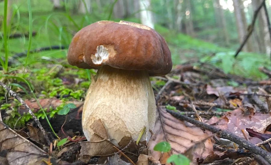 FESTA FUNGHI forni di sopra