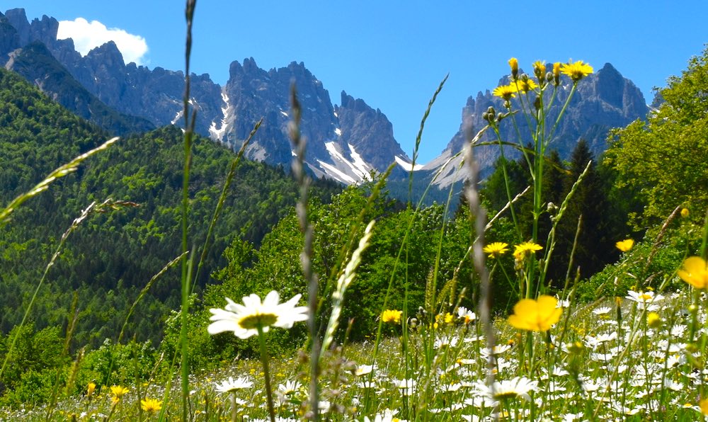 FIORI-PRATO-PRIMAVERA-DK-335