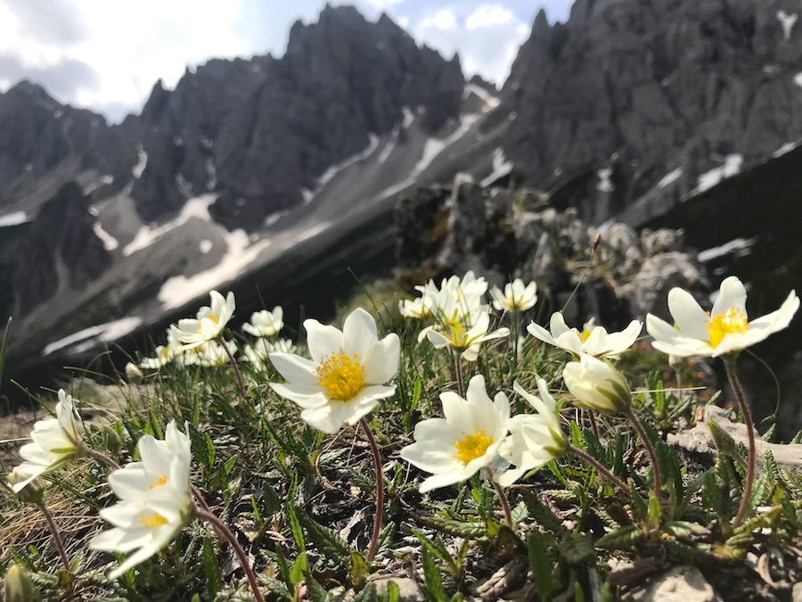 FIORI PRIMAVERA DOLOMITI FORNI DI SOPRA FIORI PRIMAVERA DOLOMITI FORNI DI SOPRA