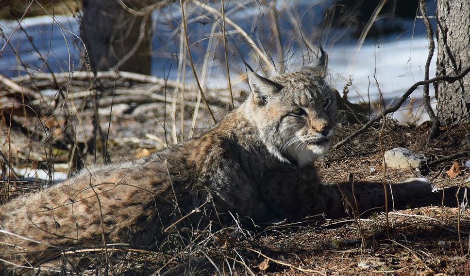 Lince lynx lynx fornidisopra dk 33