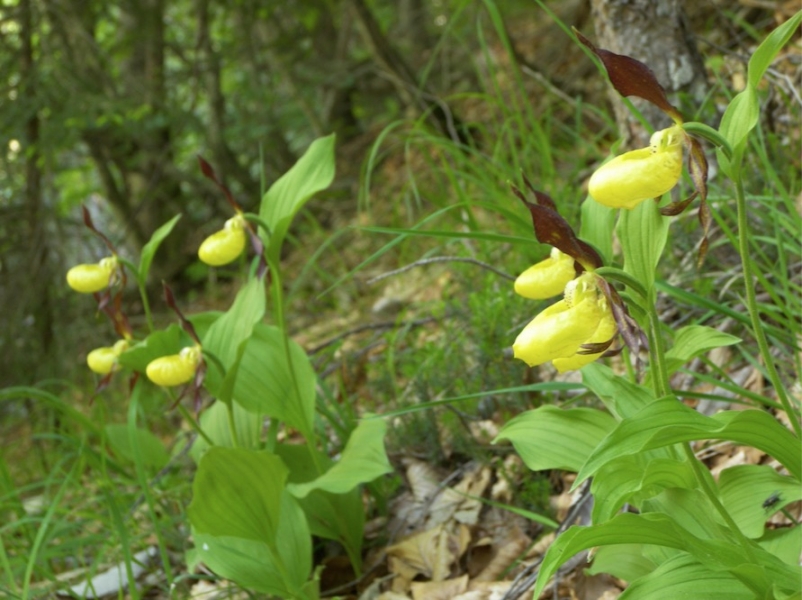 _truoi-dal-von-forni-di-sopra-scarpetta-della-madonna-orchidea