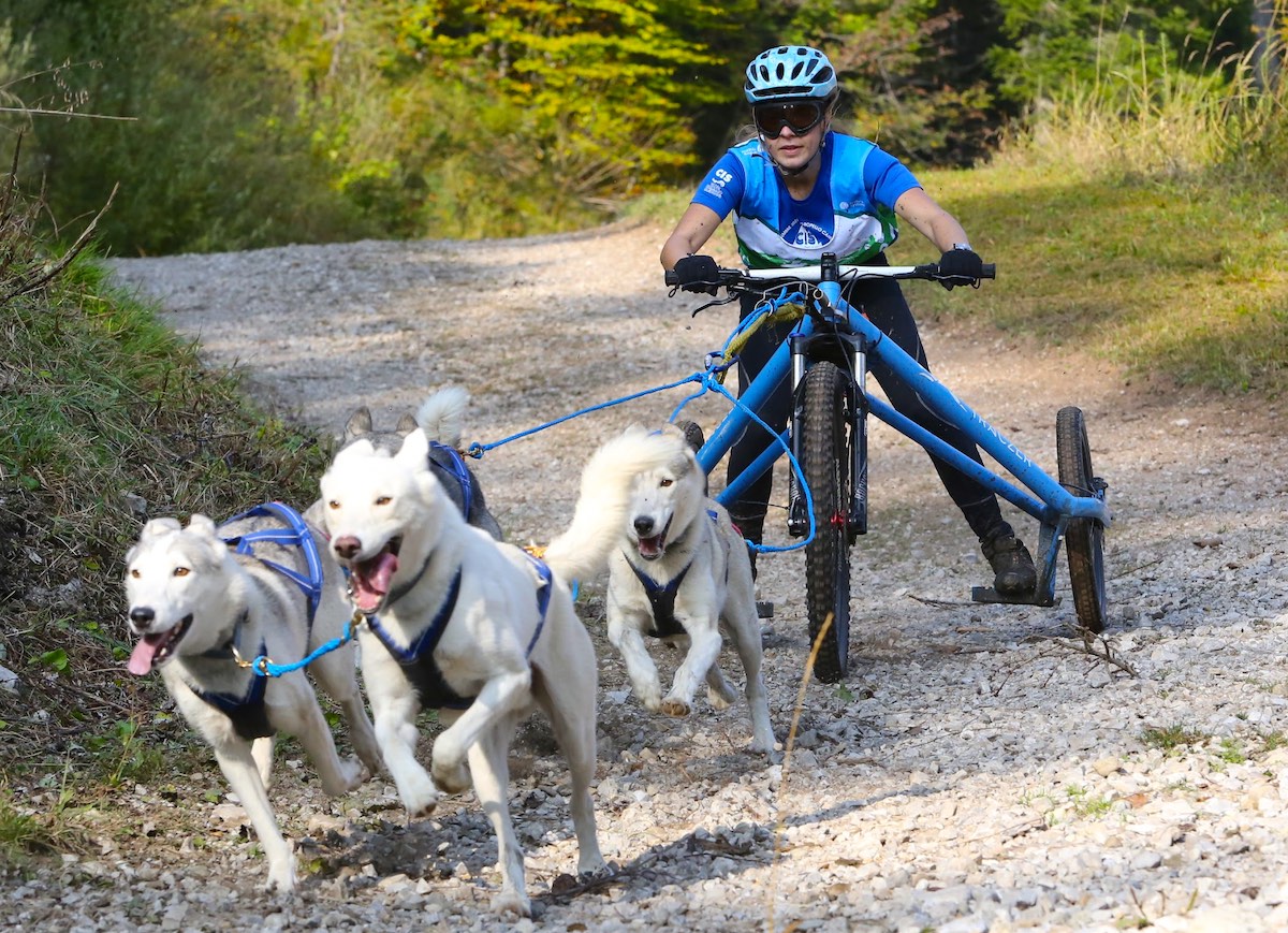 dryland sleddog forni di sopra