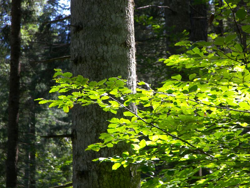 escursioni-nel-bosco-fornidisopra