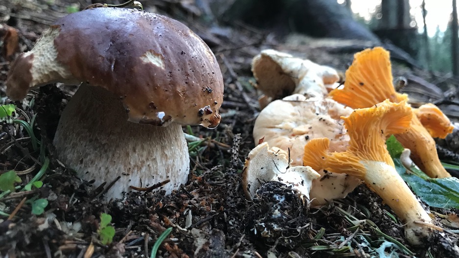 festa dei funghi forni di sopra mushrooms