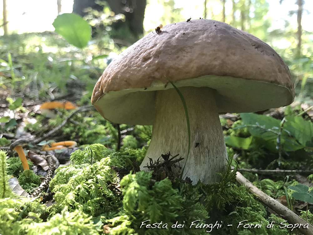 festa dei funghi forni di sopra ud porcino