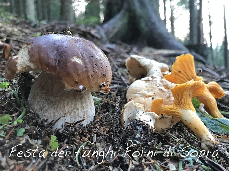 festa funghi forni di sopra dk 1238