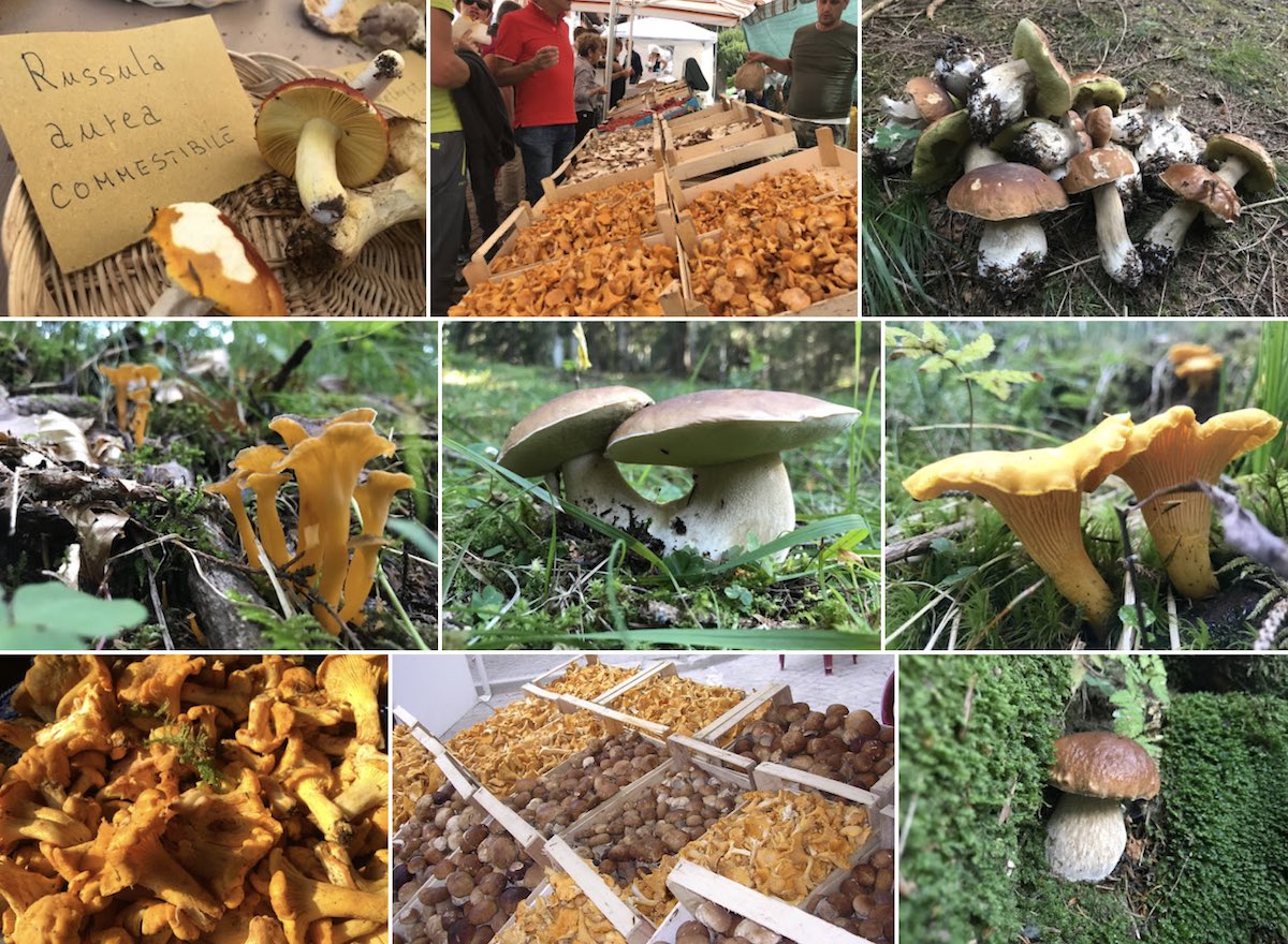 festa dei funghi forni di sopra