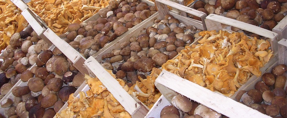 festa dei funghi mercato