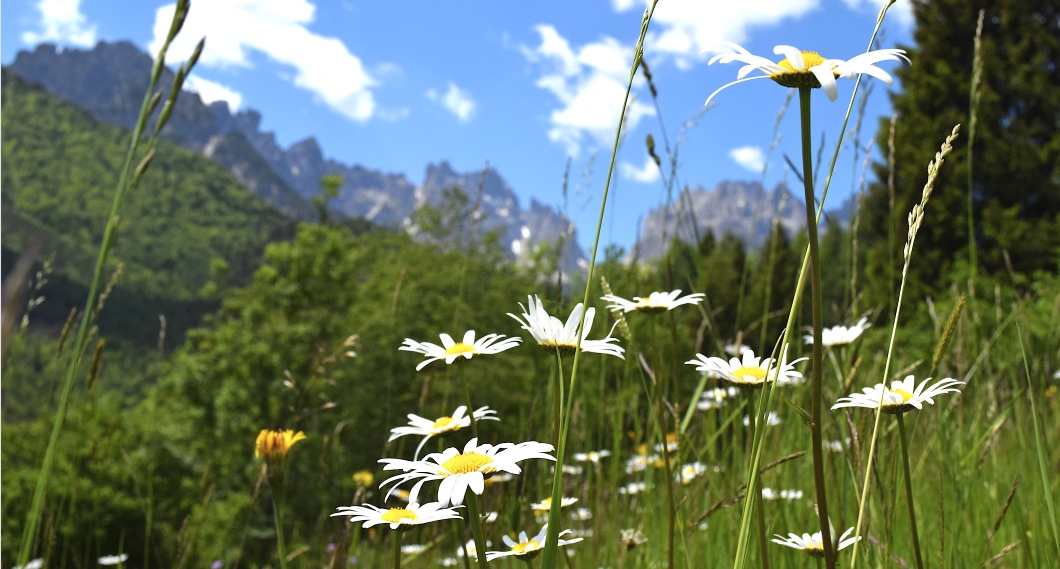 fiori festa delle 9erbe forni di sopra primavera