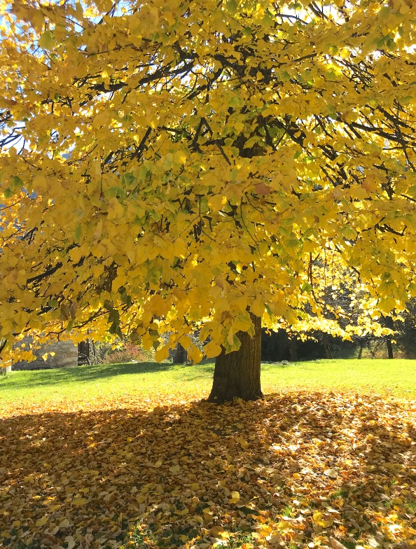 foglie autunno forni di sopra