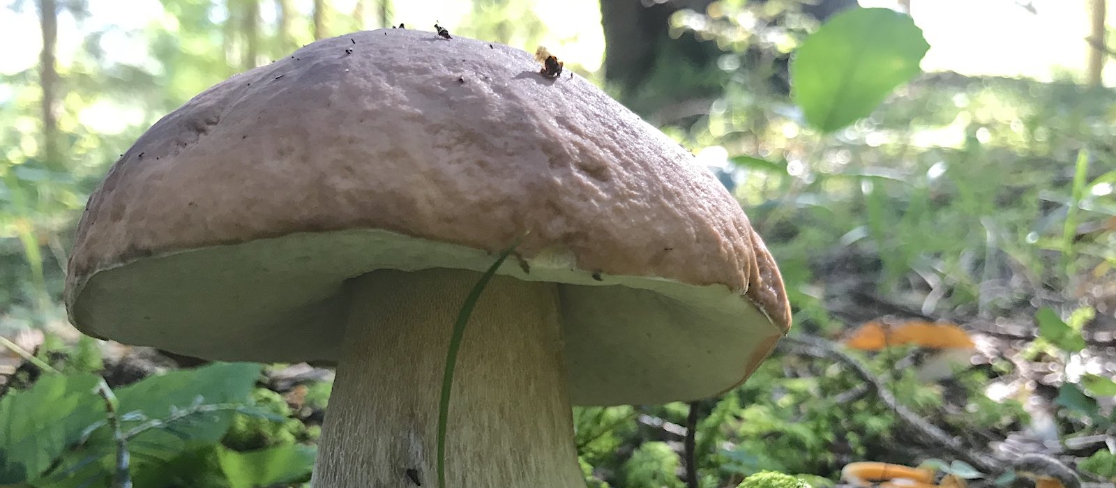 FESTA-FUNGHI-PORCINO-FORNI-DI-SOPRA