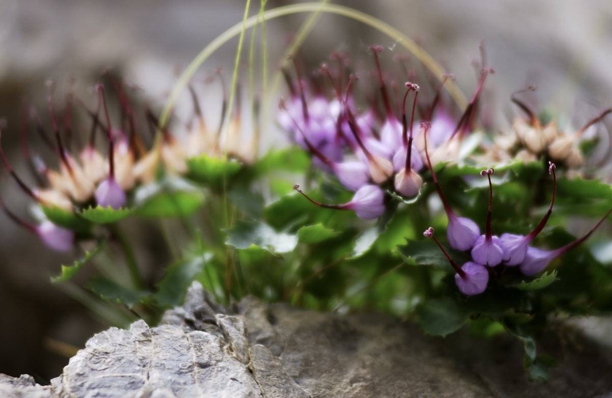phisoplexis-comosa-ph-gaspare