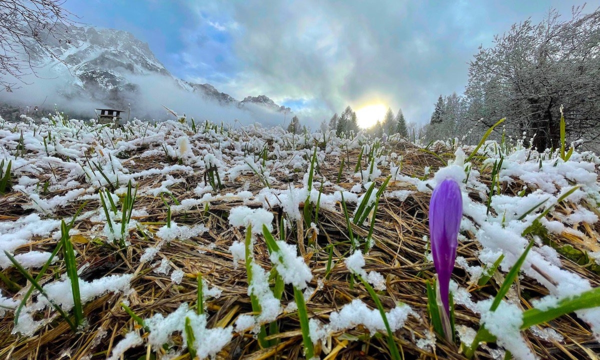 primavera-crocus