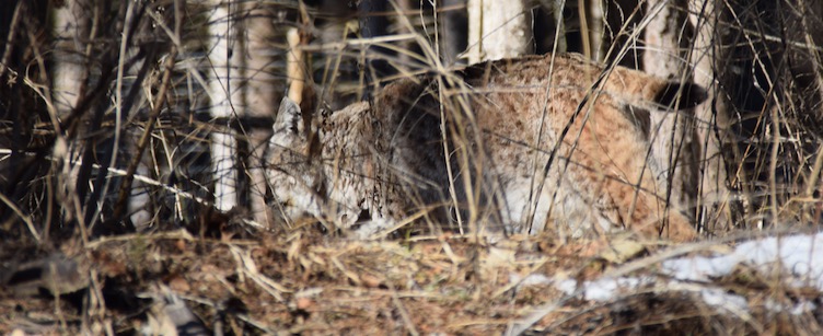 mimetismo della lince