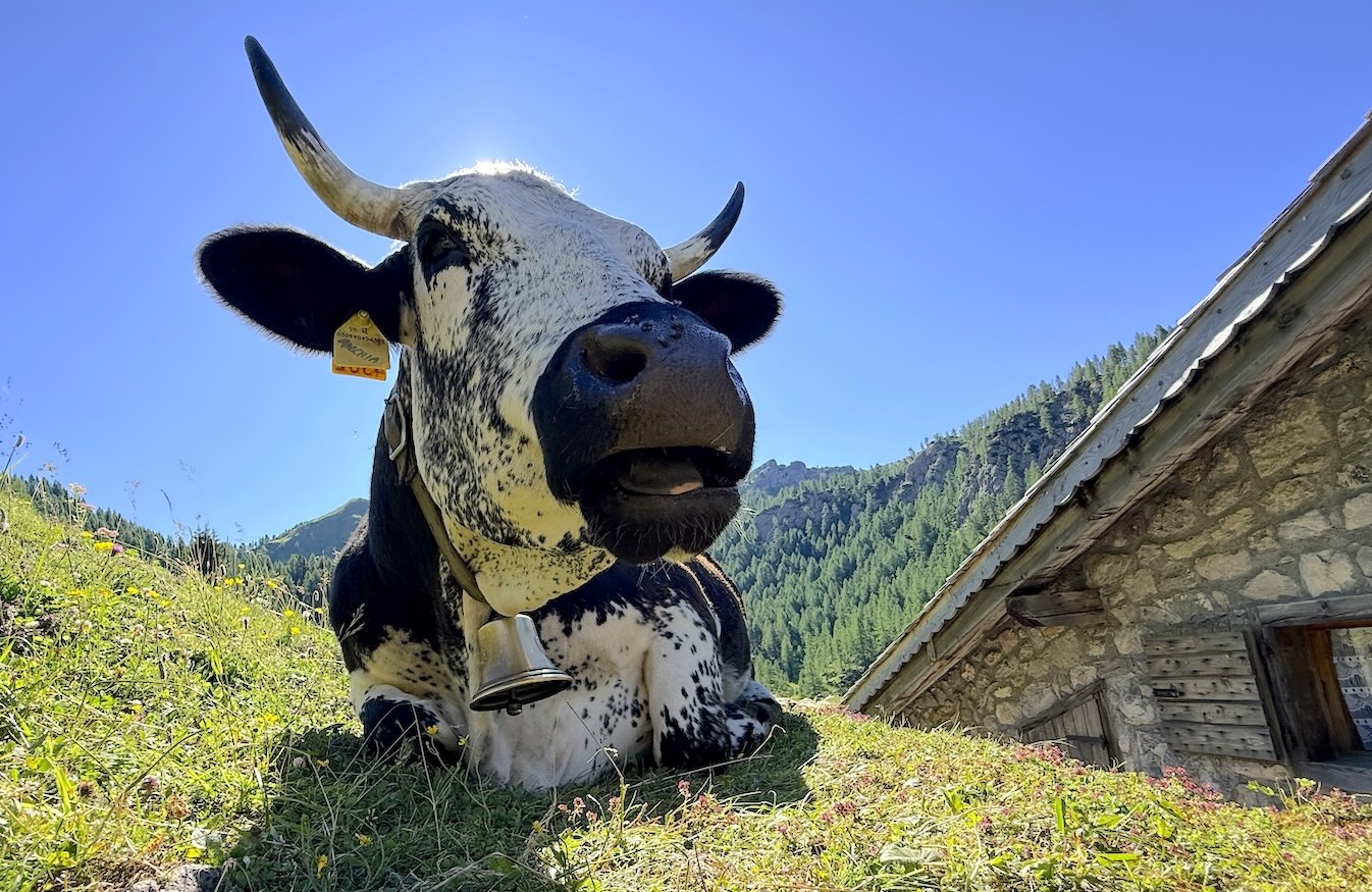 mucca tragonia