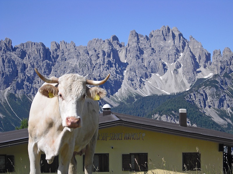 mucche-malga-varmost-dolomiti