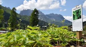 orto-botanico-forni