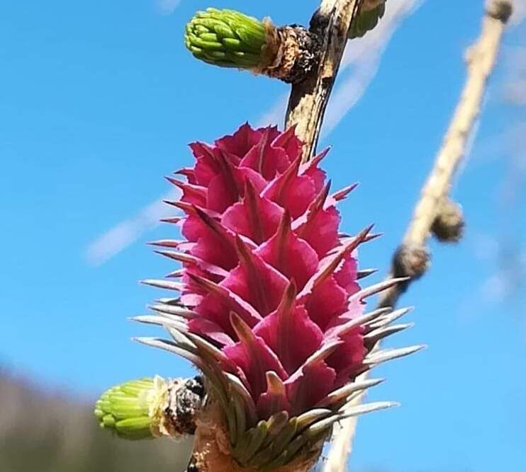 piante fiori forni di sopra