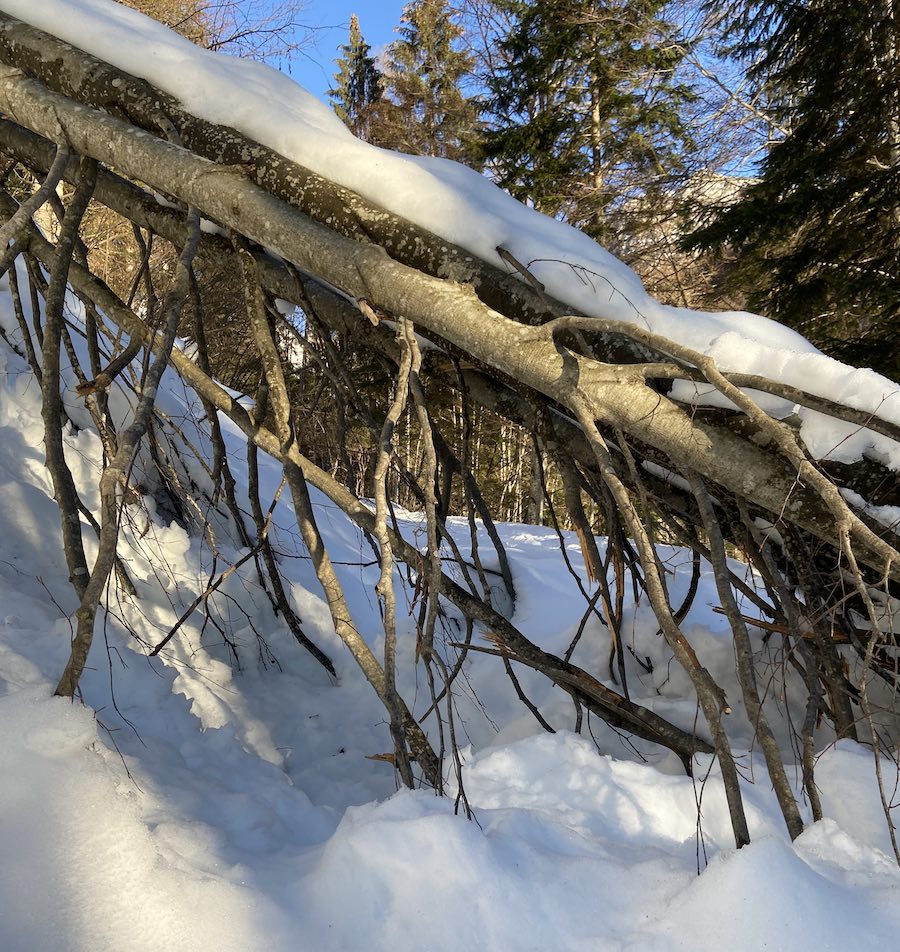 piste forestali malghe