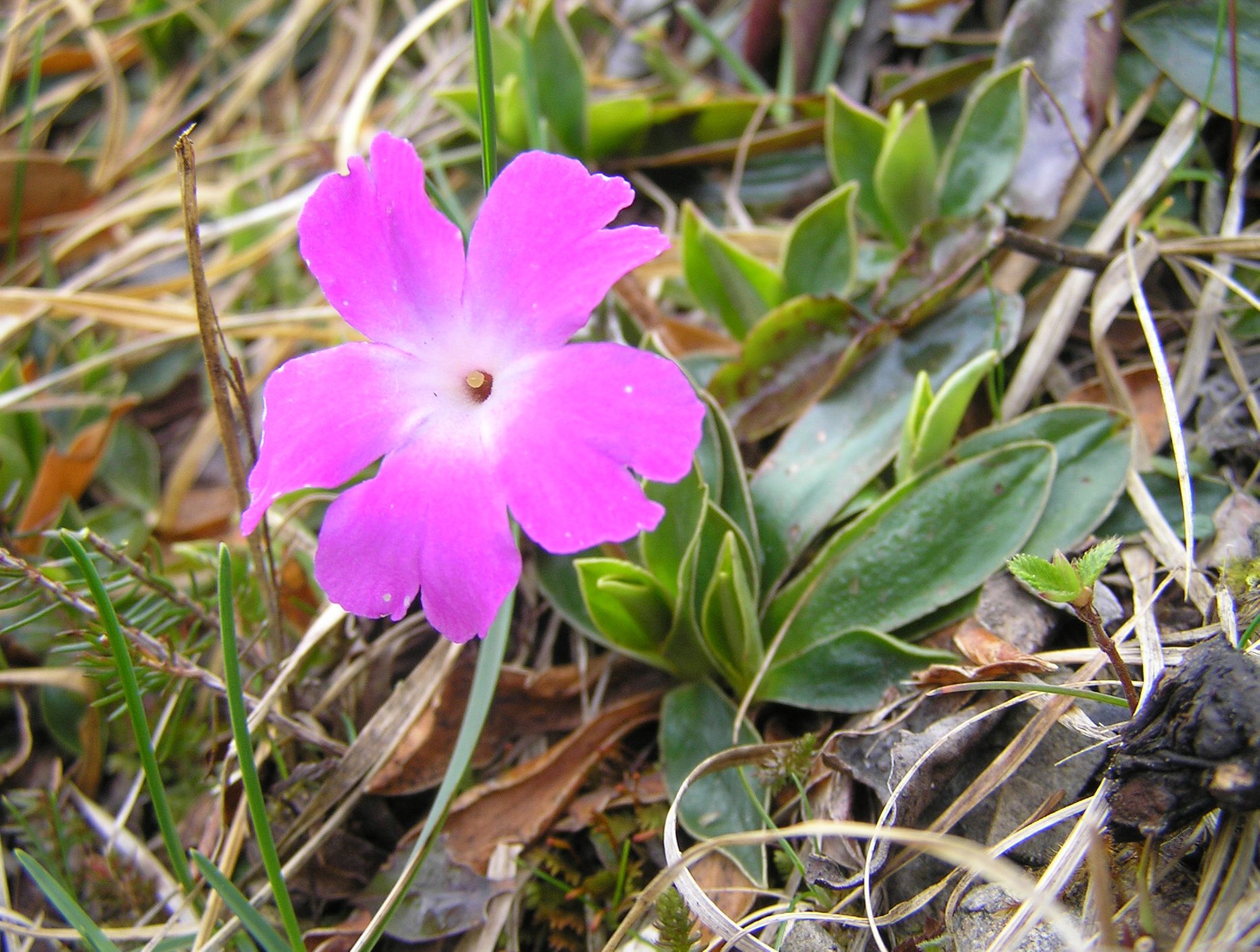 primula wulfer