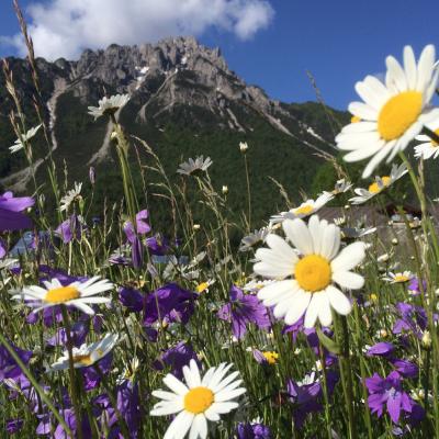 Forni Di Sopra Dolomiti Summer 288