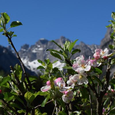 Forni Di Sopra Dolomiti Spring 111