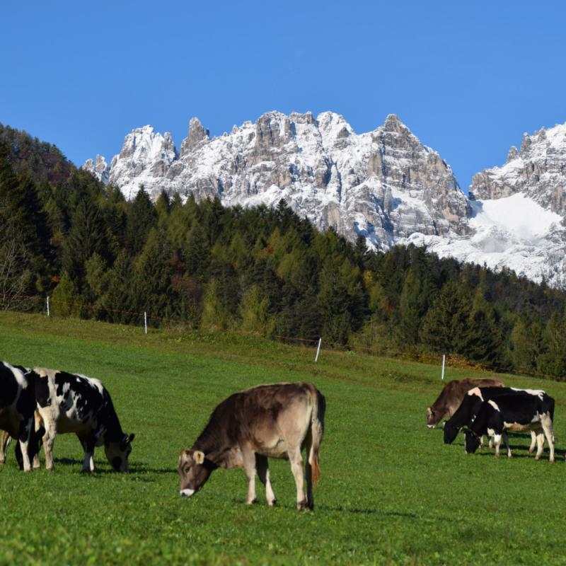 Forni Di Sopra Dolomiti Spring 117