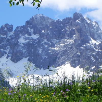 Forni Di Sopra Dolomiti Spring 118