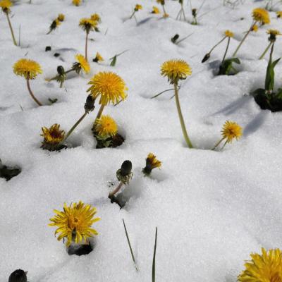 Forni Di Sopra Dolomiti Spring 119