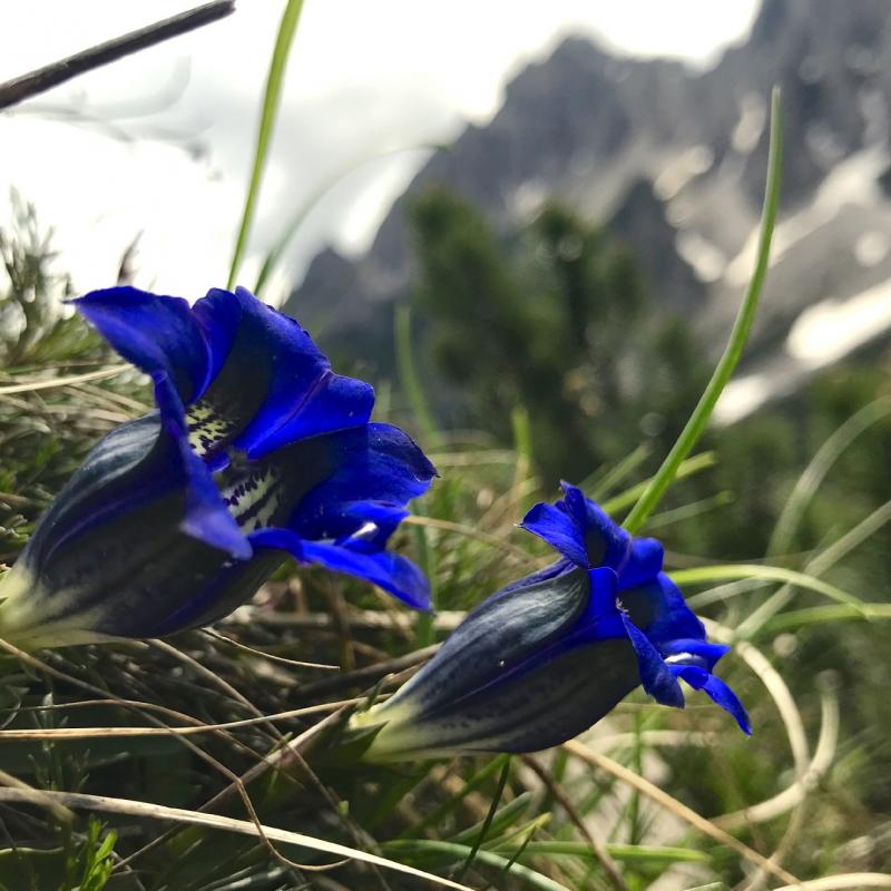 Forni Di Sopra Dolomiti Spring 120