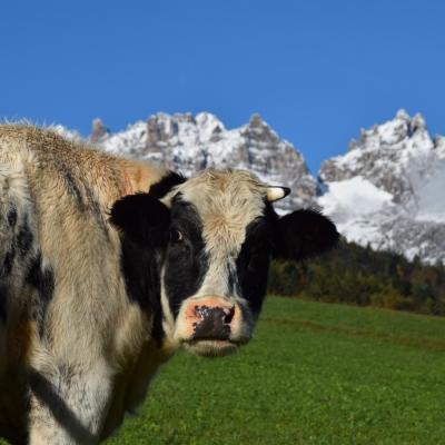 Forni Di Sopra Dolomiti Spring 124