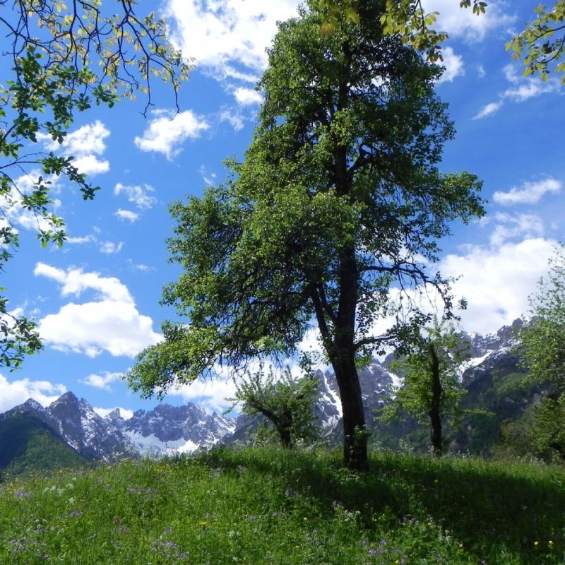 Forni Di Sopra Dolomiti Spring 129