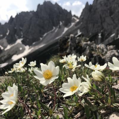 Forni Di Sopra Dolomiti Spring 130