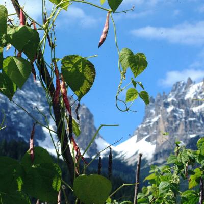 Forni Di Sopra Dolomiti Autumn 308