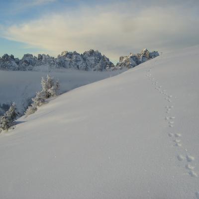 Forni Di Sopra Dolomiti Winter 385