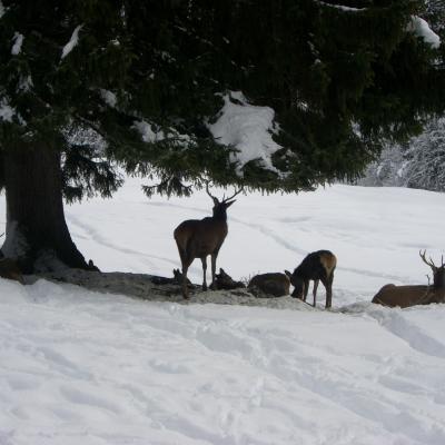 Forni Di Sopra Dolomiti Winter 418