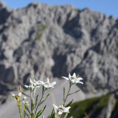 Dolomiti Friulane Dk360