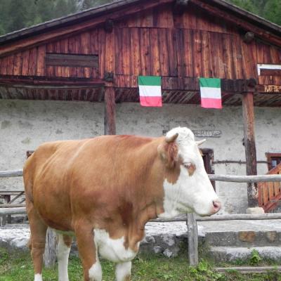 Forni Di Sopra Dolomiti 305