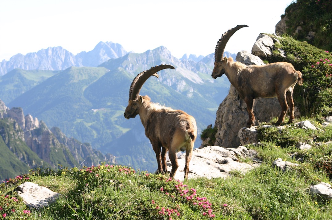 stambecchi-passo-suola