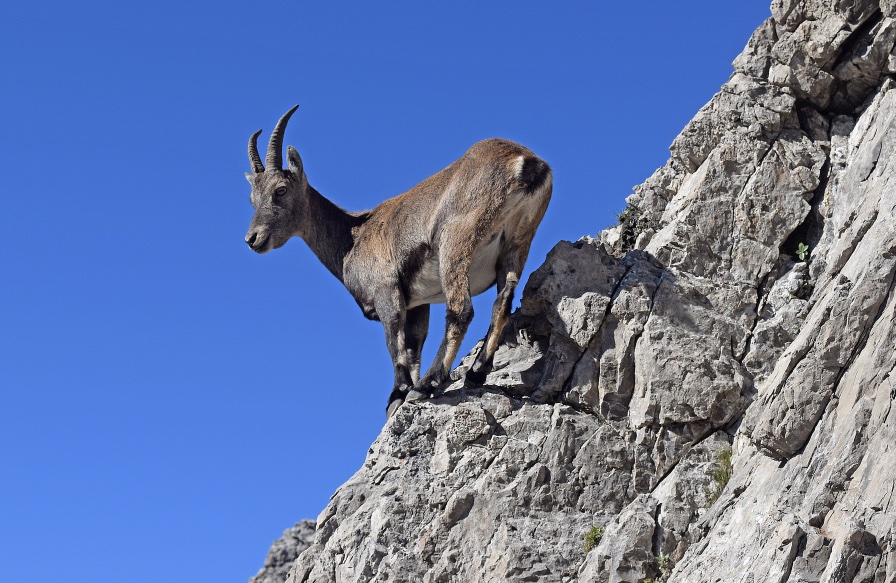 stambecco-val-di-suola-forni-di-sopra-dk