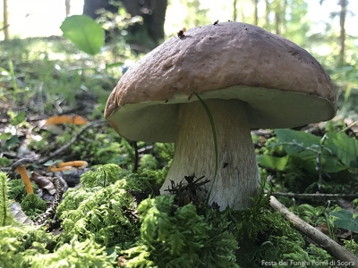 FESTA DEI FUNGHI FORNI DI SOPRA