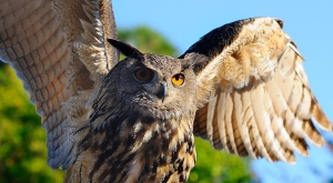 Wild Life Park - Forni di Sopra